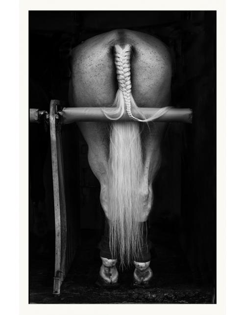 Fotografía Artística Caballo en Blanco y Negro - 70x45 cm