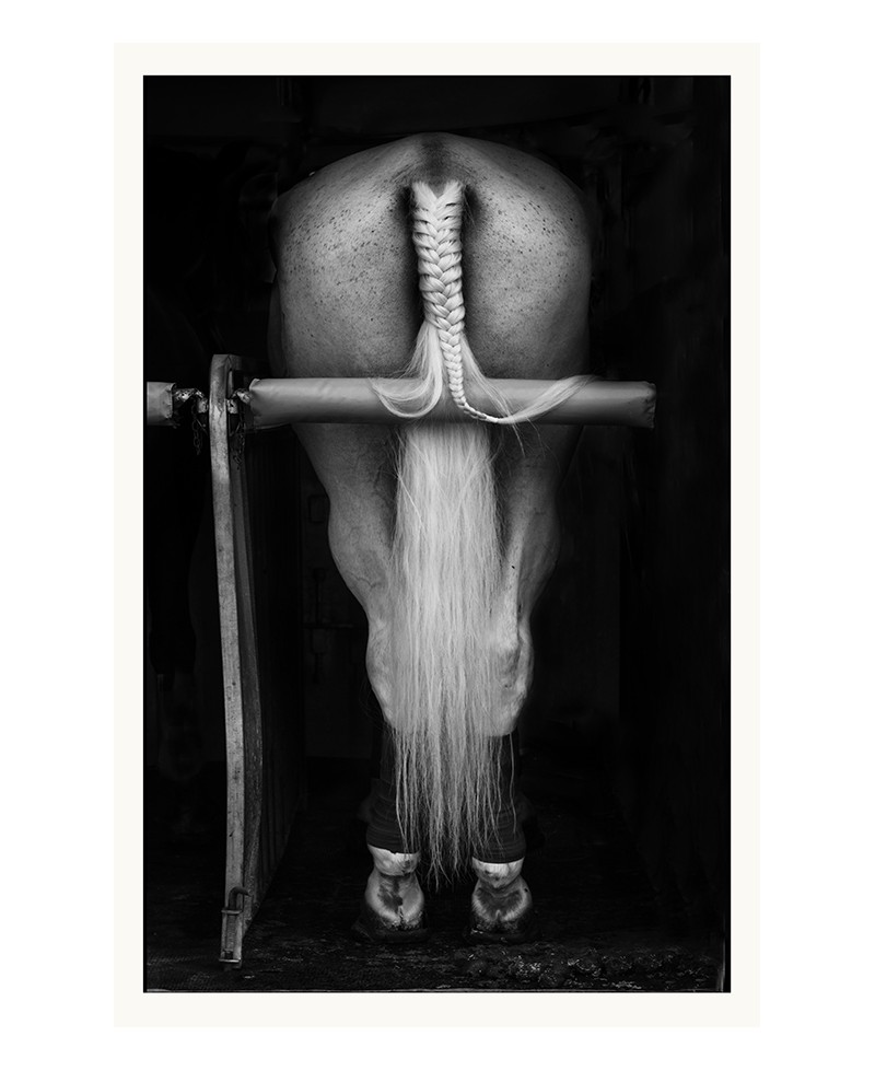 Caballo en blanco y negro