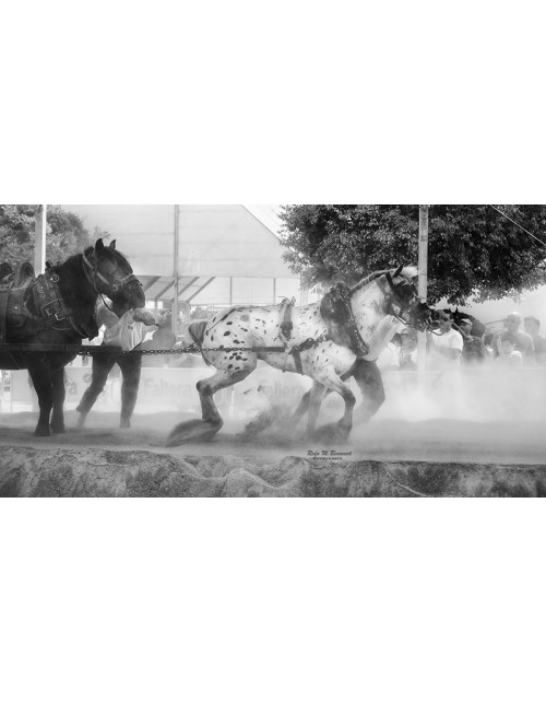 Fotografía de tiro y arrastre de dos caballos