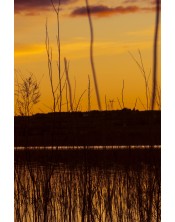 Explosión Naranja: Atardecer en el Humedal