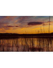 Explosión Naranja: Atardecer en el Humedal