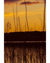 Explosión Naranja: Atardecer en el Humedal