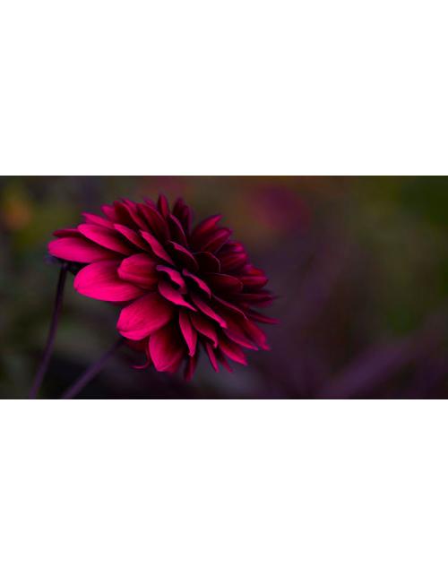 flor lila