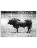 Lámina Fotográfica Toro Bravo B&W - Realismo Artístico - 50x40 cm