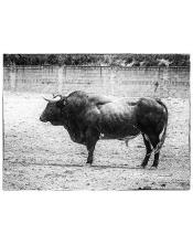 Foto Toro Bravo Blanco y Negro 50x40