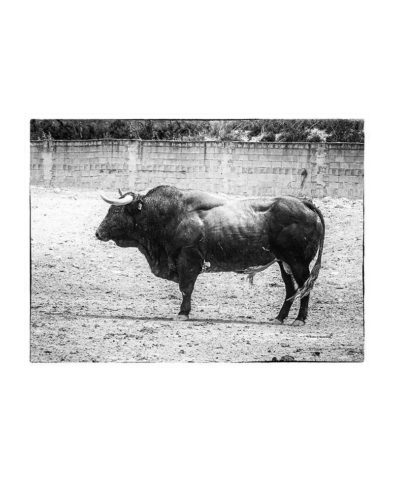 Foto Toro Bravo Blanco y Negro 50x40