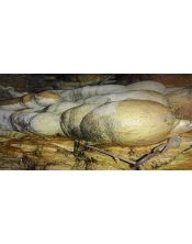 Fotografía Panorámica Cueva del Lago (Ayora)