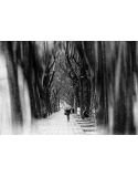 Fotografía B&N Alameda de Xàtiva con Lluvia - Lámina Artística 56x38 cm