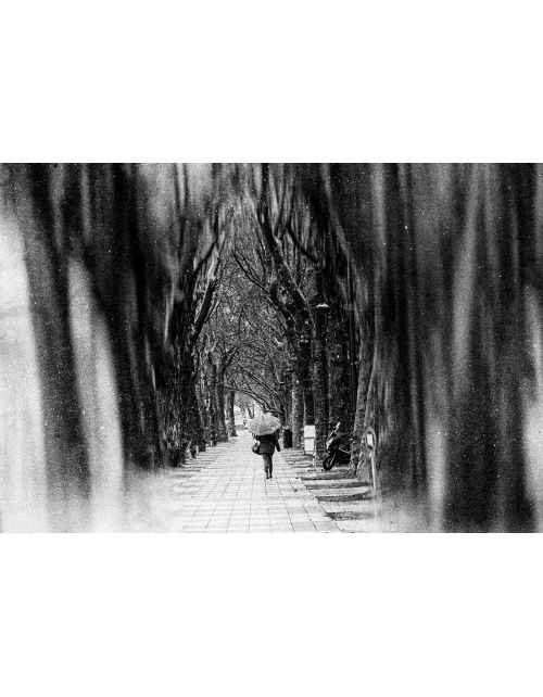 Fotografía B&N Alameda de Xàtiva con Lluvia - Lámina Artística 56x38 cm