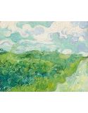 Lámina Artística Campos de Trigo Verde (Vincent van Gogh)