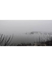 Niebla en el pantano
