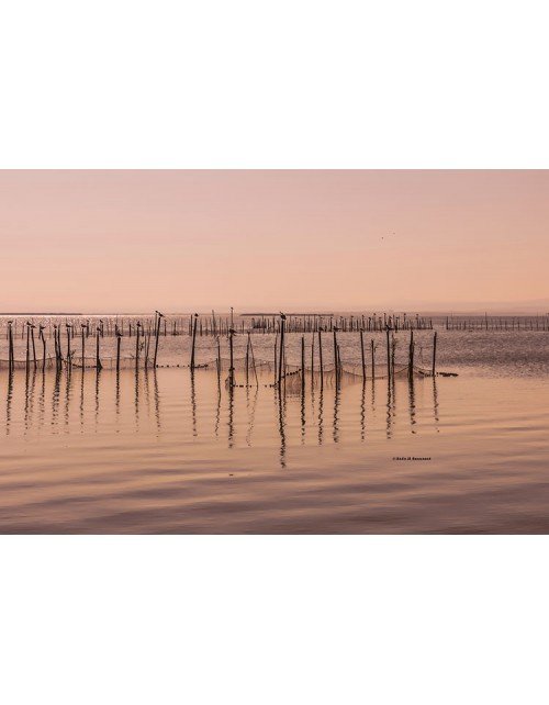 pesca en la albufera-