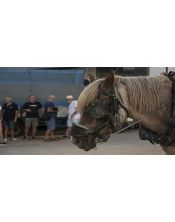 fotografia-artistica-caballo-arreos-tradicionales-50x100.