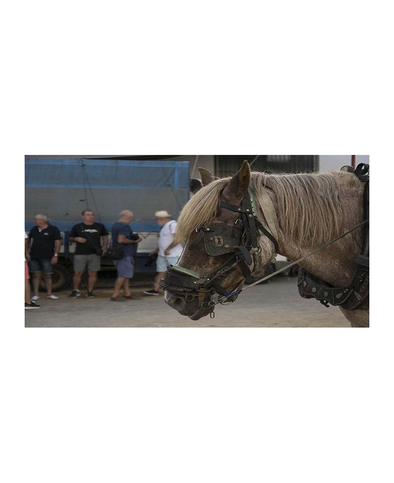 fotografia-artistica-caballo-arreos-tradicionales-50x100.