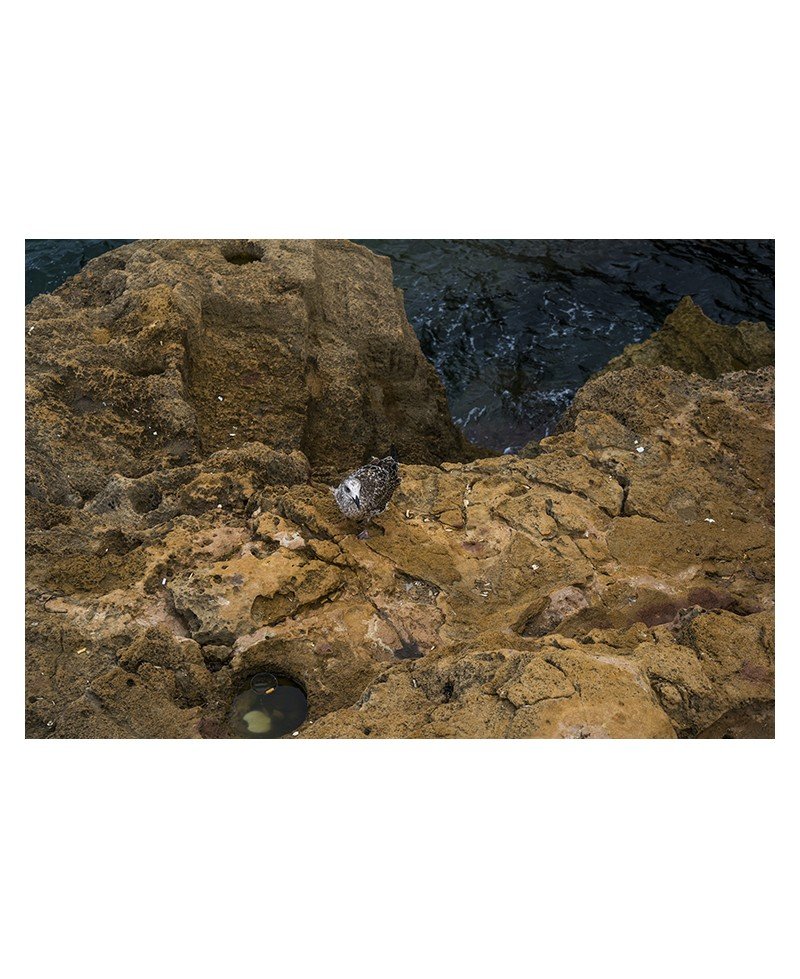 Gaviota en la mar