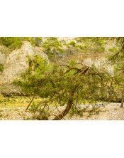 Cañón de río Lobos