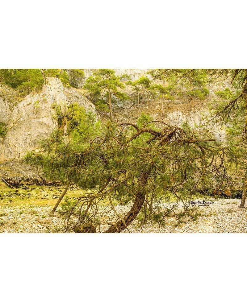 Cañón de río Lobos