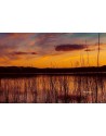 ocaso en el pantano