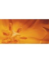 Flor amarilla