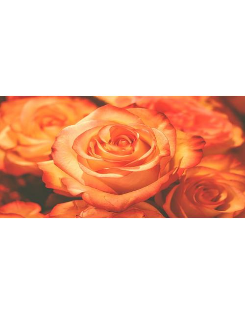 rosas rojas-2