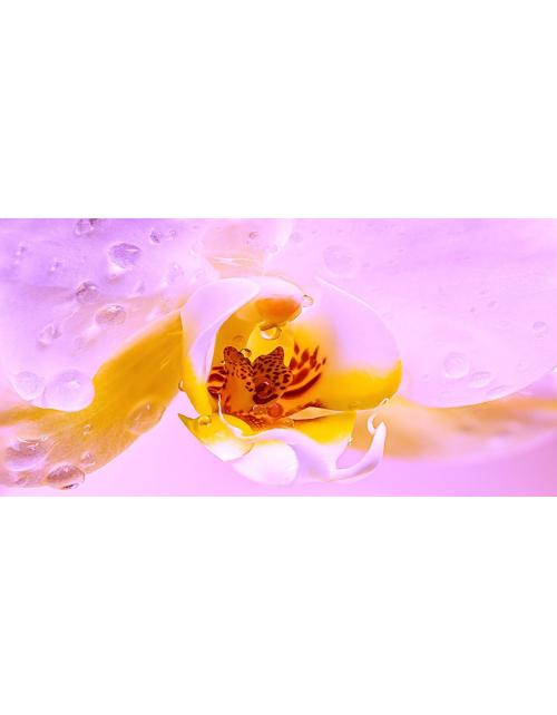 Flor rosa