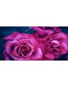 rosa rosa