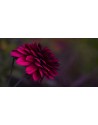 flor lila