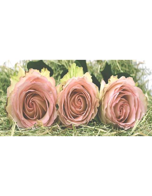 3 rosas